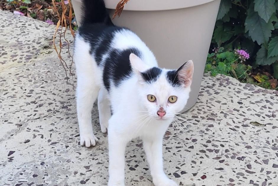 Fundmeldung Katze Unbekannt Montillières-sur-Orne Frankreich