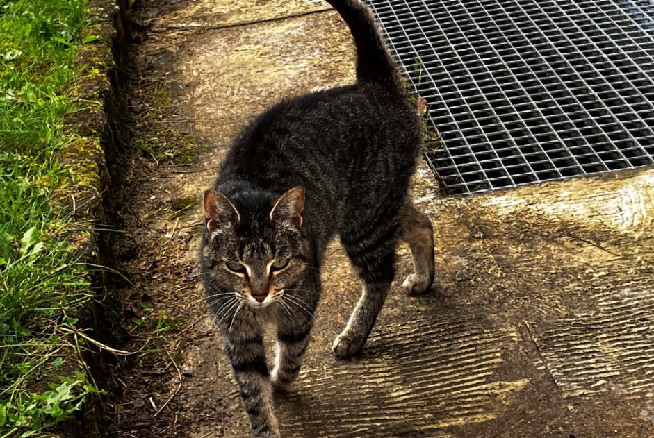 Fundmeldung Katze  Weiblich Pluvigner Frankreich