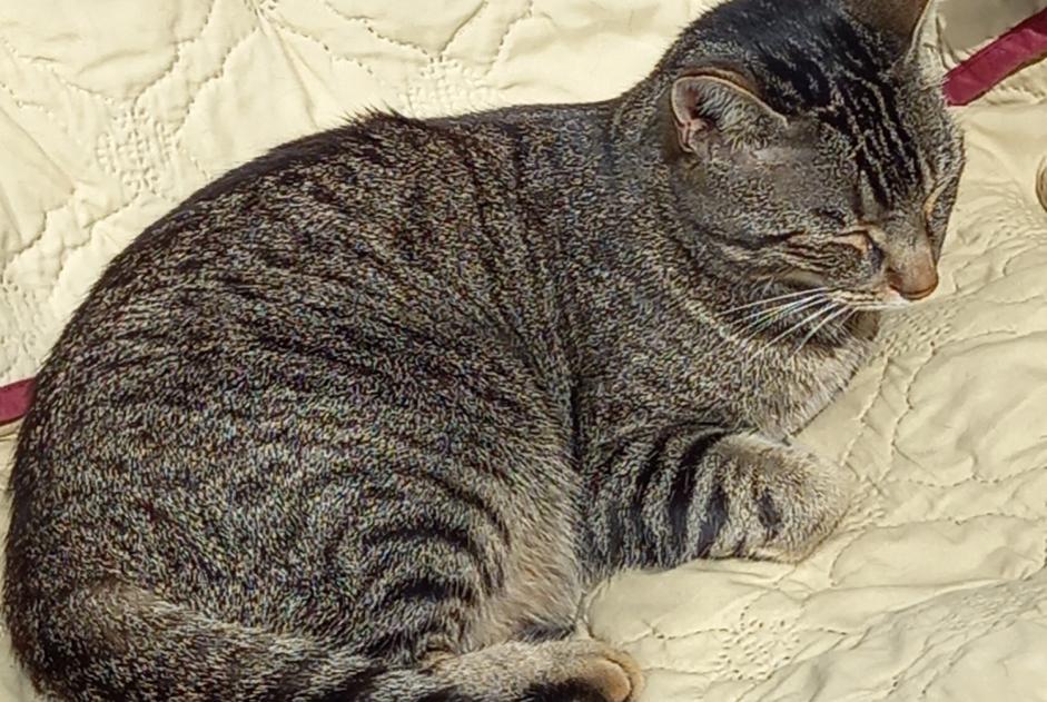 Disappearance alert Cat Male , 6 years Fontaine-Notre-Dame France