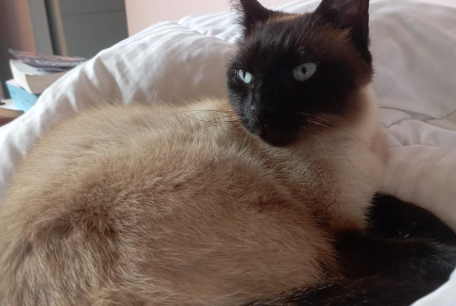 Disappearance alert Cat miscegenation Male , 4 years Villenave-d'Ornon France