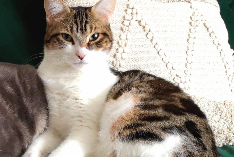 Disappearance alert Cat Male , 1 years Saint-Fargeau-Ponthierry France