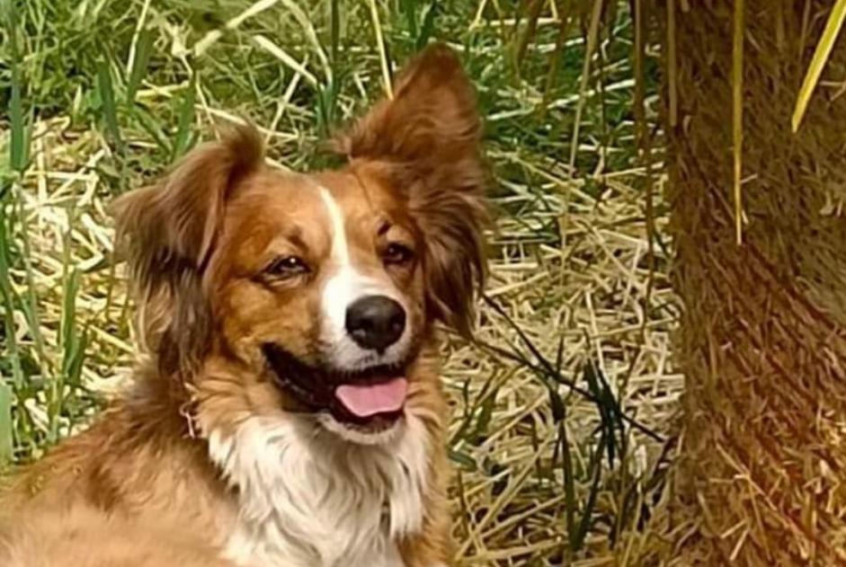 Disappearance alert Dog miscegenation Female , 6 years Saint-Étienne-de-Serre France