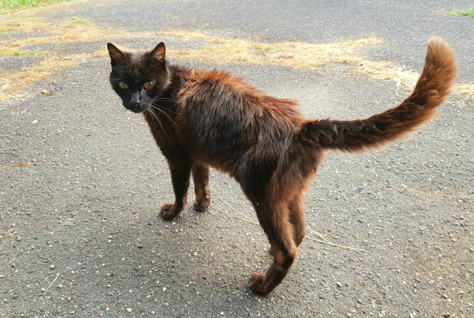 Alerta de Hallazgo Gato  Macho , 12 años Sallebœuf Francia