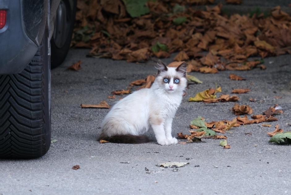 Alerta de Hallazgo Gato cruce Desconocido La Gacilly Francia