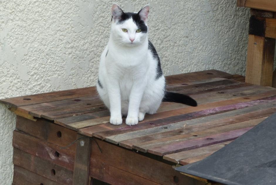 Alerte Disparition Chat  Femelle , 6 ans Blaignan France