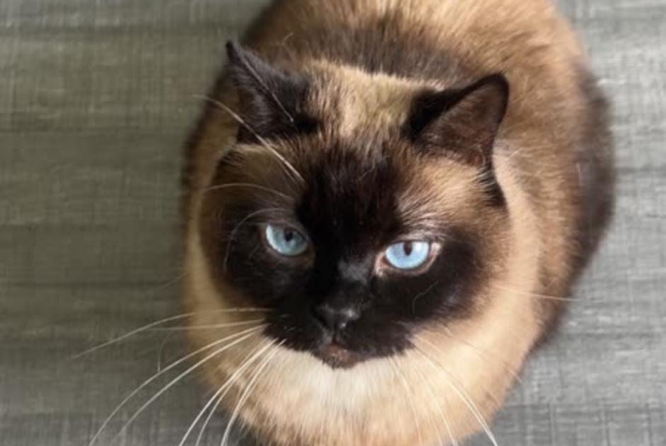 Alerte Disparition Chat  Femelle , 6 ans Artigues-près-Bordeaux France