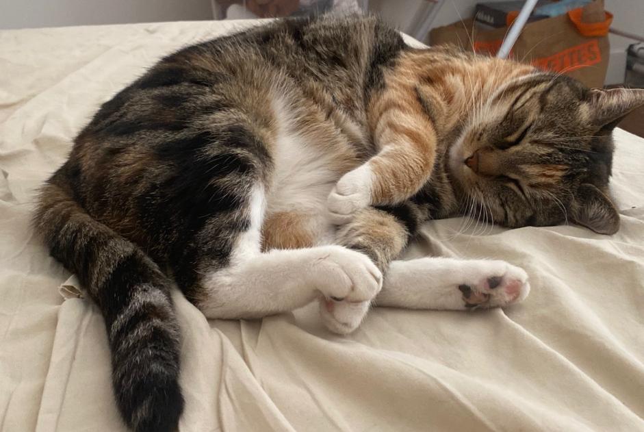 Avviso scomparsa Gatto Femmina , 8 anni Bourguébus Francia