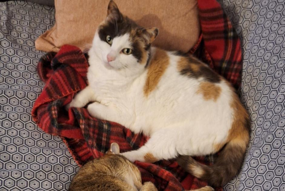 Avviso scomparsa Gatto  Femmina , 10 anni Plouay Francia