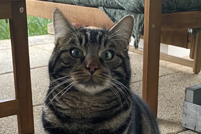 Avviso scomparsa Gatto  Maschio , 3 anni Saint-Leu-la-Forêt Francia