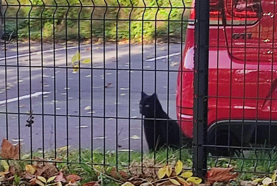 Avviso Ritrovamento Gatto Non conosciuta Wattrelos Francia