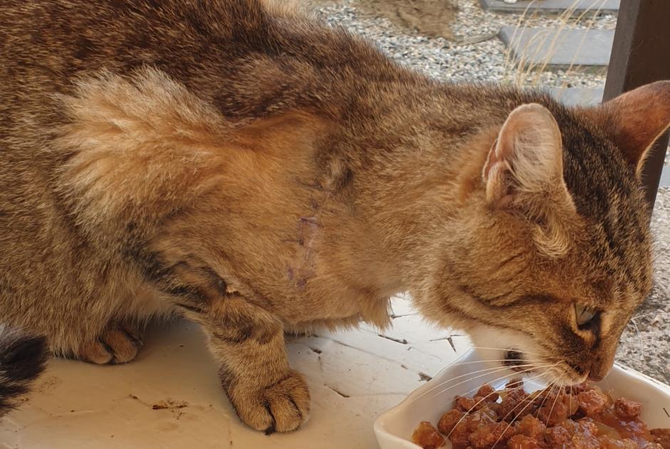 Avviso Ritrovamento Gatto  Non conosciuta Cavaillon Francia