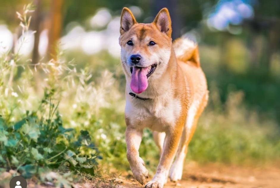 Alerta desaparecimento Cão  Fêmea , 3 anos Bordeaux France